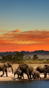 Elephant Herd Animals Wildlife Wildlife Wallpaper Elephant Photography Elephant Wallpaper Daily additions of new, awesome, hd animals wallpapers for desktop and phones. elephant herd animals wildlife