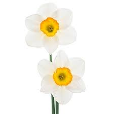 Symbolic Meanings Of Flowers That You Ve Been Wanting To Know White Rose Symbolism Flower Meanings Daffodil Flower