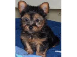The yorkie poo's coat can be curly, wavy or straight, and its texture is on lighter side and often silky. Silky Terrier Puppies For Sale