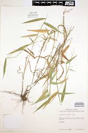 Image result for Panicum heterostachyum