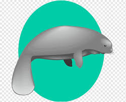 Seekuh, manati, manatee, stofftier, kissen, 70 cm lang. Seekuhe Png Pngwing