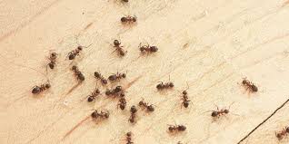 They are overabundant because they have escaped their natural competitors and predators in south. 20 Natural Ways To Get Rid Of Ants In Your House And Garden Get Rid Of Ants Rid Of Ants Ant Problem