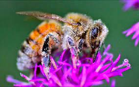 Maybe you would like to learn more about one of these? Attracting Pollinators To The Garden Ohioline