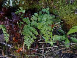 Image result for Asplenium sandersonii