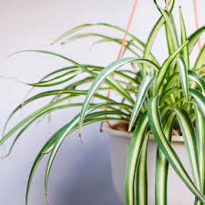 Image result for Chlorophytum anceps