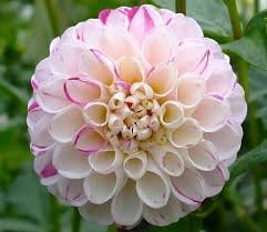 Whether you prefer a mauve or rosy pink, a peachy pink, a light pink, or a saturated hot pink, we have the best pink flowers for you. Crissie Dahlias By Flower Name Dahlia Flower Flower Names Dahlia