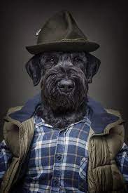 10 jobs dogs could do better than humans dogtime kleider fur hunde hund funnies kleidung fur hunde