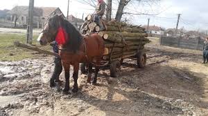 Vand cal de ani jumate , castrat , invatat la caruta si padure , alte detalii l. Probe De Cai Cai De Tractiune Cai Grei Pentru Padure 2017 Youtube