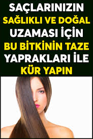 Saclarinizin Saglikli Ve Dogal Uzamasi Icin Bu Bitkinin Taze Yapraklari Ile Kur Yapin 2020 Dogal Sac Bakimi Saglikli Sac Dogal Sac