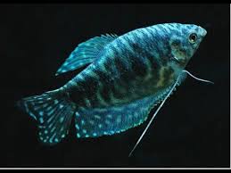 Maka dari itu, ikan ini tidak dimakan. Ikan Sepat Hias Yang Cantik Dan Mudah Ditemukan By Channel Youtube