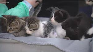 We are supported by individual donations, wills, bequests and. San Diego Humane Society Celebrates International Cat Day With A Super Mom Cbs8 Com