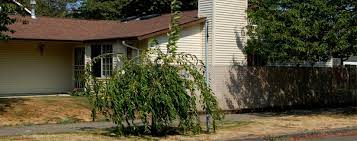 Weeping flowering cherry tree pruning. Prune A Weeping Cherry Tree What You Need To Know With Video