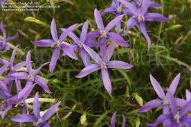 Check spelling or type a new query. Plantfiles Pictures Isotoma Blue Star Creeper Laurentia Rock Isotome Beth S Blue Isotoma Axillaris By Daylilyslp