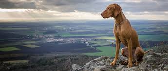 More top rated dog foods. Hi Standard Dog Food Dog Food Recipes Dogs High Quality Dog Food