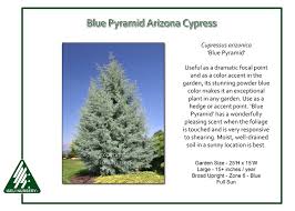 Image result for Cupressus arizonica