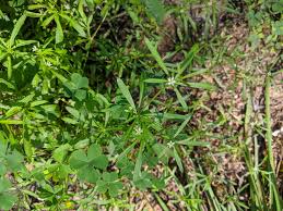 Image result for Hypertelis umbellata