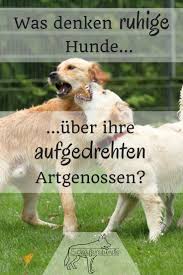 Hund Hundeverhalten Hundegedanken Sozialverhalten Deutscher Schaferhund Ruhiger Hund Hundekontakt Hundeverhalten Hunde Sprache Hunde Erziehen