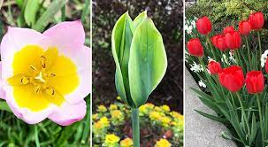 Maybe you would like to learn more about one of these? The Best Perennial Tulips For Dependable Multi Year Blooms