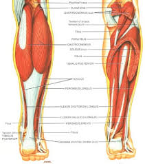 Homework for lasalle college of the arts: Skeletal Muscle Review