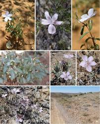 Image result for Crabbea kaessneri