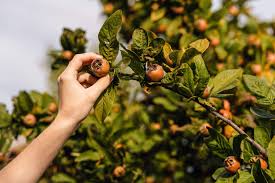 Supplied bare rooted or potted. Medlar The Winter Fruit You Ve Never Heard Of