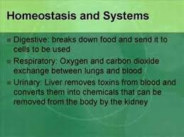 States How The Body Systems Work Together To Maintain Homeostasis Body Systems Human Body Systems Remove Toxins