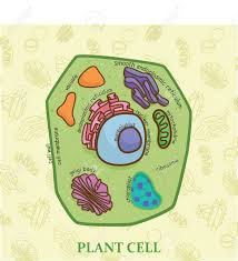 Maybe you would like to learn more about one of these? Education Chart Of Biology For Plant Cell Diagram Royalty Free Cliparts Vectors And Stock Illustration Image 88356057