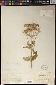 Image result for Bothriocline longipes