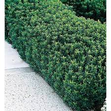2 Quart White Green Spire Euonymus Accent Shrub In Pot L8158 Lowes Com Shrubs Shrubs For Landscaping Desert Landscaping