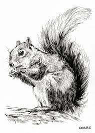 Frauen sind schöne und intelligente kreaturen. Imagen Relacionada Eichhornchen Zeichnen Tierillustrationen Tiere Malen