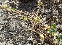 Some of north america's largest, native, deciduous trees have fruits that are prickly balls. Getting Rid Of Spikey Ball Weeds Gardening Landscaping Stack Exchange
