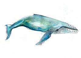 Ontdek de perfecte stockfoto's over humpback whale illustrations en redactionele nieuwsbeelden van getty images kies uit premium humpback whale illustrations van de hoogste kwaliteit. Humpback Whale Illustration Price Minty