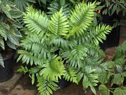 Image result for Blechnum tabulare