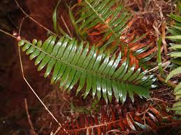 Image result for Oleandra distenta