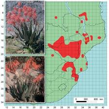 Image result for Aloe buchananii