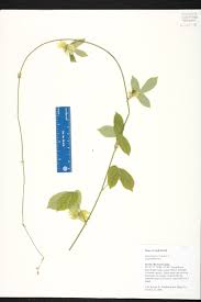 Image result for Dalechampia capensis