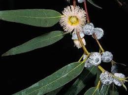 Image result for Eucalyptus