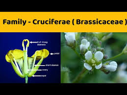 Image result for Brassicaceae