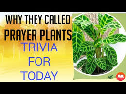 We use cookies to understand how you use our site and to improve your experience. Calathea Prayer Plants Short Trivia Youtube