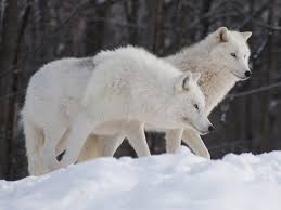 Wolf forest white wolves tree art doors. Arctic Wolf Wallpapers Wallpaper Cave
