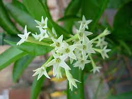 They also eat moles, voles, insects, and even fish. Do Raat Rani Plant Really Attract Snakes Plant Talk Nurserylive Wikipedia
