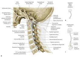 Continue scrolling to read more below. 24 Anatomy And Craniocervical Junction Radiology Key
