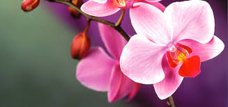 Leave the flower spike (or stem) intact, cut it back to a node, or remove it entirely. Orchid Care