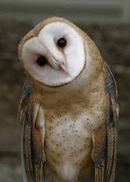 For Their Size Eastern Screech Owls Are Among The Feircest Predators In Nature Description From World Bird Sanct Barn Owl Eastern Screech Owl Owl Photography