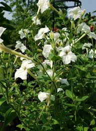 Image result for Petunia axillaris