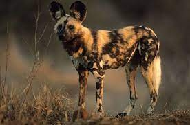 African Wild Dog African Wild Dog Animal Bites Strongest Animal