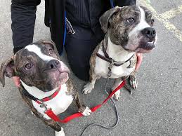 You may be eligible for va health care benefits if you served in the active military, naval, or air service and didn't receive a dishonorable discharge. Charlie S Pet Food Bank Bc Spca