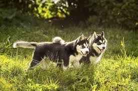 He is a cute little siberian husky puppy. Siberian Husky Puppies For Sale Akc Puppyfinder