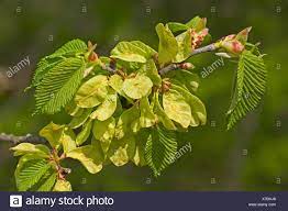 Elm is a beautiful deciduous tree found in the northern hemispheres. Fruit Trees Slippery Elm Tree Fruit