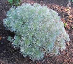 Pin Op Jardin Belles Plantes